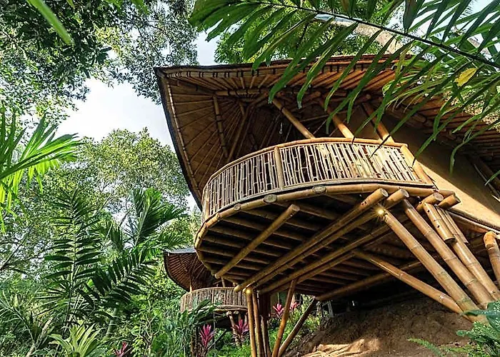 Bamboo Turtles *